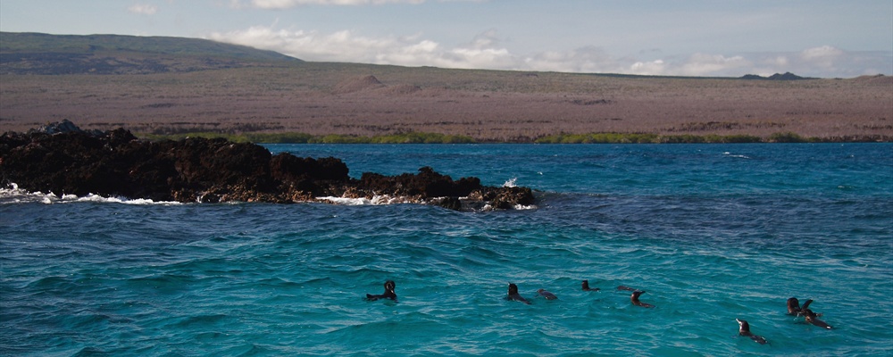 Penguins - near Elizabeth Bay - Isabela Island - Galapagos Islands (2)